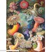 New York Puzzle Company Vintage Images Sea Anemones 1000 Piece Jigsaw Puzzle B07LCMWGJG